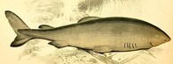 žralok grónský