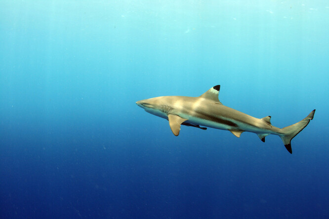 Žralok černoploutvý patří k rychlým plavcům. Žije hlavně v mělkých lagunách v okolí korálových útesů.