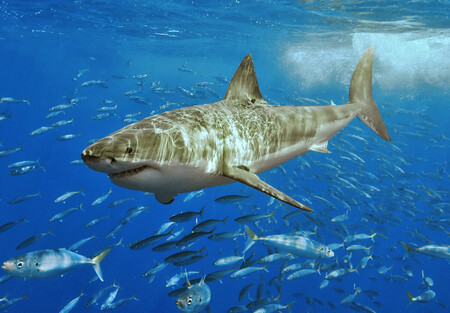 „Přišli jsme na to, že složení potravy žraloků se mění během dospívání a stárnutí, ale liší se i mezi konkrétními jedinci,“ říká Kimová. Na snímku žralok bílý