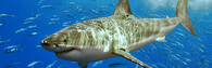 Žralok bílý