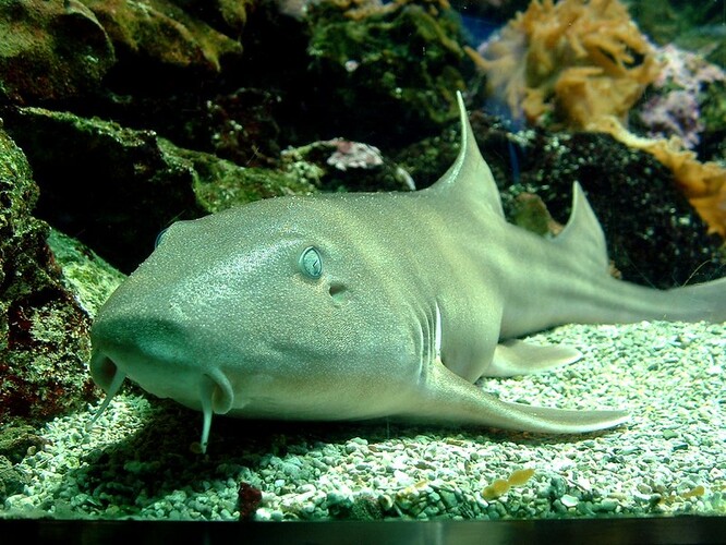 Žralůček skvrnitý, známý také jako "chodící žralok". Příliš nezapadá do stereotypních názorů o "hrozivých žralocích".