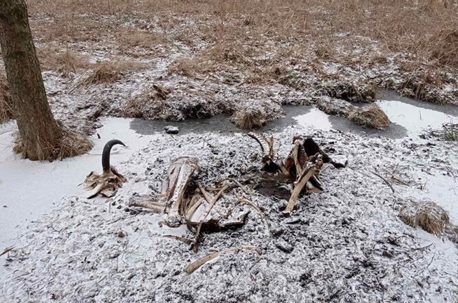 Uhynulý zubr v ukrajinském Národním parku Zalissia. Uhynulý zubr v ukrajinském Národním parku Zalissia.