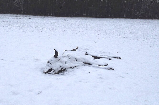 Uhynulý zubr v ukrajinském Národním parku Zalissia. Uhynulý zubr v ukrajinském Národním parku Zalissia.