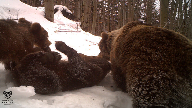 Medvědice s mláďaty.