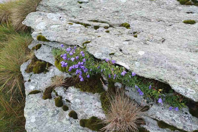 Zvonek jesenický. Zvonek jesenický.