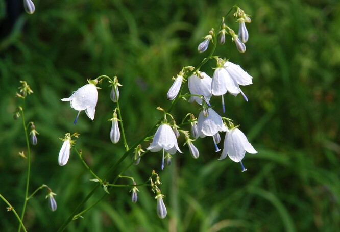 Zvonovec liliolistý. Zvonovec liliolistý.