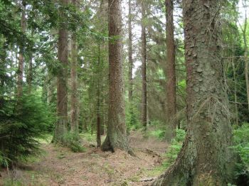 Smrky sitka (picea sitchensis) pěstované v lokalitě Kyloe, Northumberland, Velká Británie.