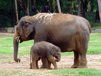 Slon indický 