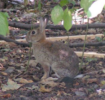 Králík divoký (Oryctolagus cuniculus).