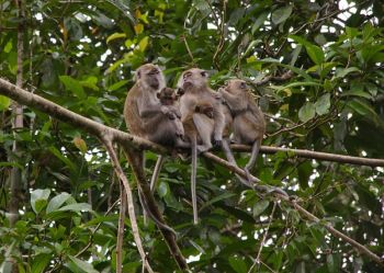 Makak dlouhoocasý (Macaca fascicularis).