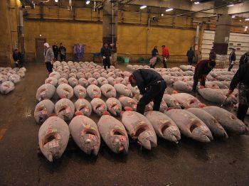 Tuňáci na rybím trhu v Japonsku.