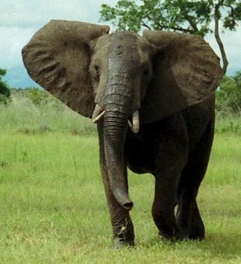 Slon africký (Loxodonta africana).