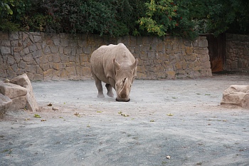 Nosorožec bílý severní ([i]Ceratotherium simum cottoni[/i])