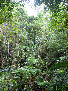 Tropická džungle