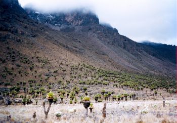 Úbočí Mt. Kenya