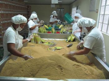 Výroba bio cukru v podmínkách Fair Trade na Filipínách.