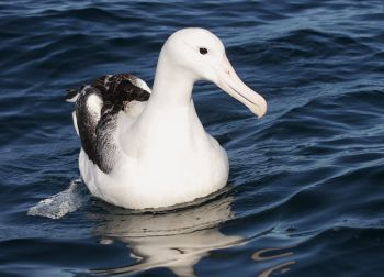 Albatros královský