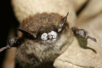 Syndrom bílého nosu u netopýrů