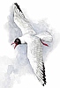 Pták roku 2008 - racek chechtavý (Larus ridibundus)