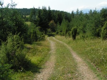 Lesní cesta.