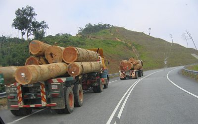 Odvážení vytěženého tropického dřeva.