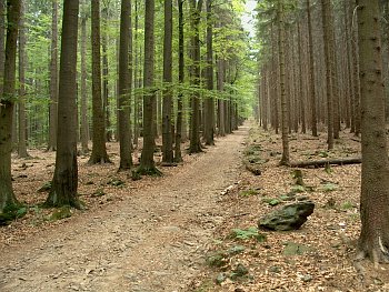 Lesy v masivu Čerchova