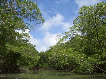 Prales zachycený z hladiny Amazonky.