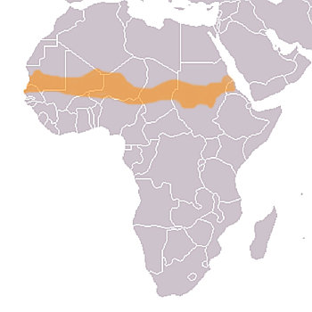 Africká oblast Sahel.