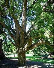 korkový dub