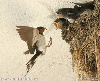 Vlaštovka obecná (Hirundo rustica).