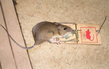 Myš v pastičce na myši