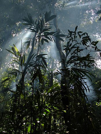 amazonská džungle